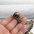 Antique Brass Frog Ring