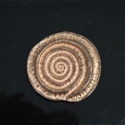 Rustic Copper Snail fossil Belt buckle