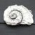 snail shell, 8,5*5,5 cm