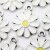 10 Enamel Daisy Charms, White Daisy Flower, Flower Charms, Daisy Pendant