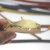 5 Hai Schiebeperle für Armband 10x2,5 mm Flaches Leder oder Band, mattgold
